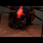 La peligrosa araña que pica a Spiderman en el set de rodaje